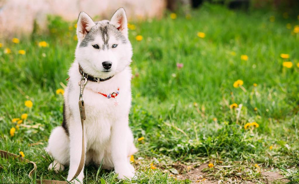 狗狗吃了驱虫药没拉虫子怎么回事,狗狗吃了驱虫药没有食欲拉稀