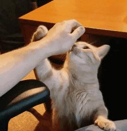 医生建议养猫治愈抑郁症,抑郁症养猫还是养狗好