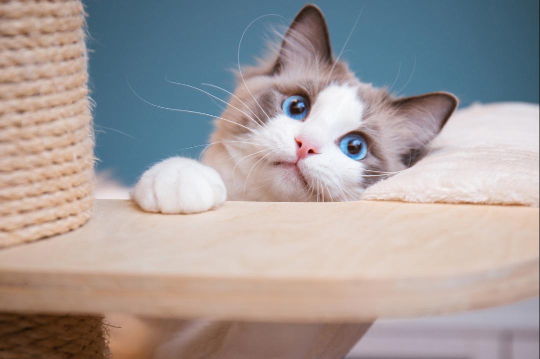 母猫乳头隆起是不是怀孕了,母猫乳头有奶水是怀孕吗