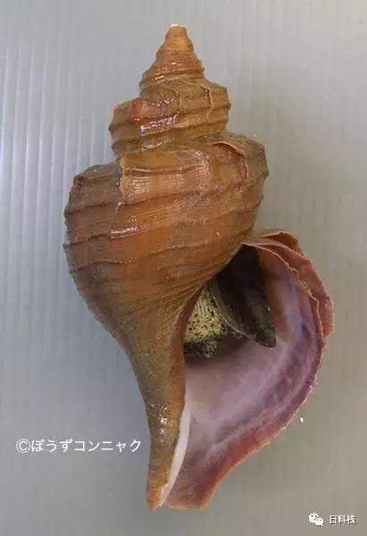 峨螺是什么,厚重峨螺