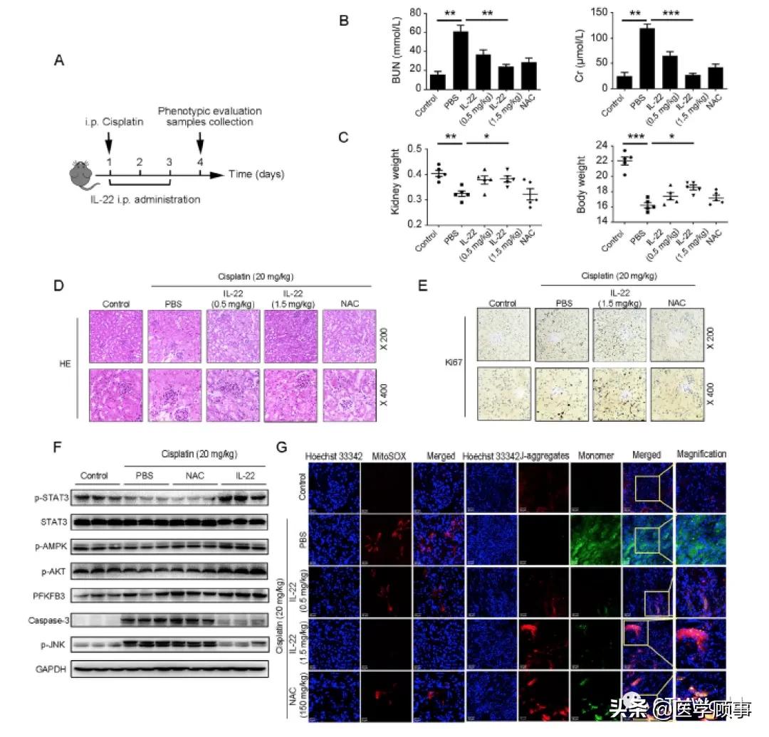 il-22属于什么类型的抗体,il-22因子叫什么