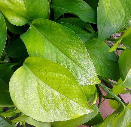 绿萝叶子发干快速补救方法,绿萝干叶的原因和解决方法