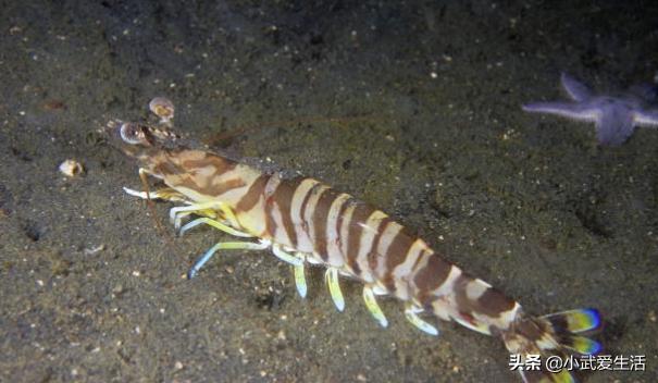 基围虾到底是什么虾,为什么基围虾越来越便宜