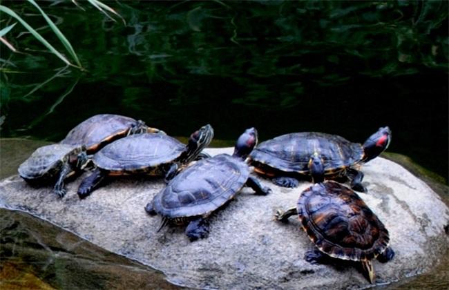 乌龟冬天怎么养才会认主人,乌龟冬天怎么养的