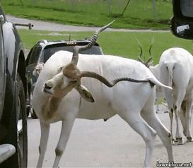 人类为什么长鼻毛,人类的体毛为什么没有完全退化掉