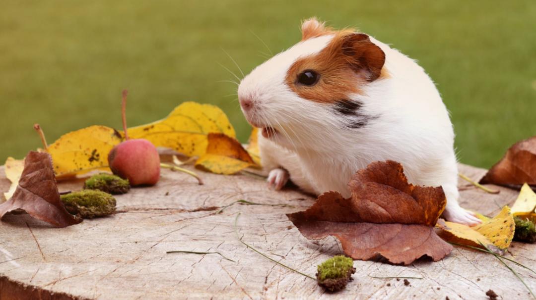 仓鼠中暑家里没有葡萄糖液怎么办,仓鼠中暑了怎么照顾它视频