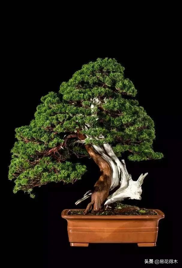 舍利干柏盆景造型,舍利干盆景怎么样