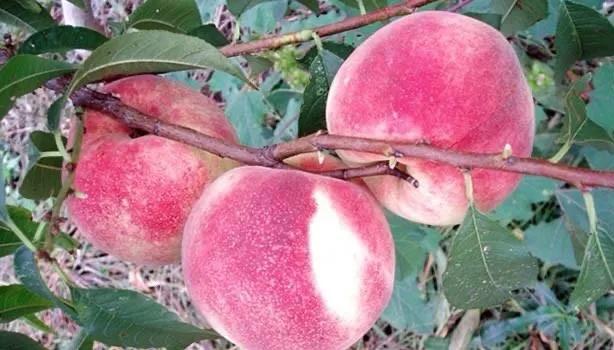 桃树镰刀菌防控技术