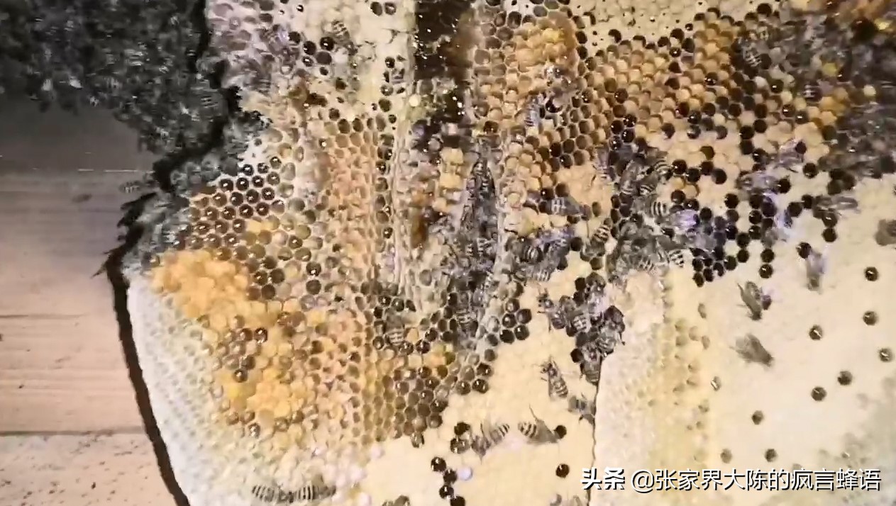 吃土蜂蜜鲜为人知的内幕值得一看,关于土蜂蜜你到底了解多少