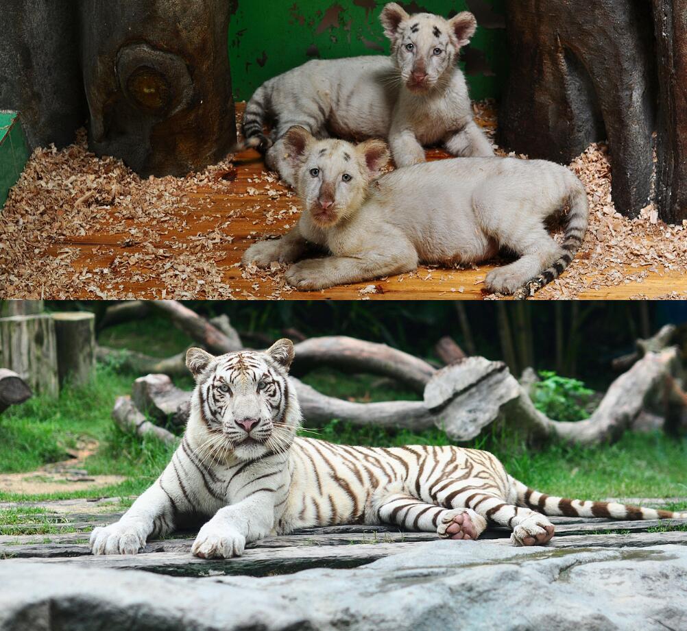 广州动物园和长隆野生动物世界,广州长隆野生动物园攻略自由行