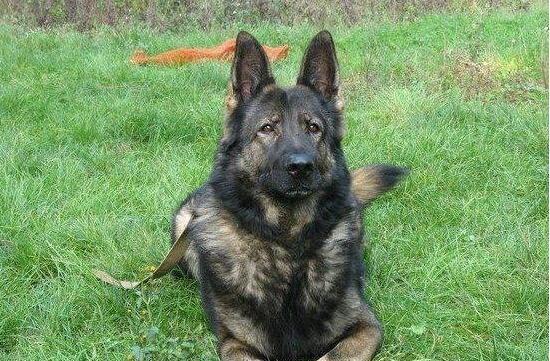 霸气威武的狗有哪些,昆明犬帅气