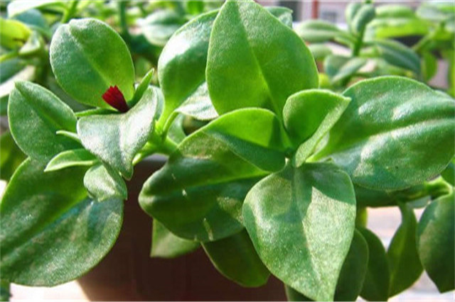 田七苗期病害,田七种植技术和产量