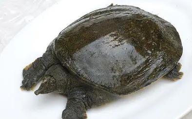 被甲鱼咬怎么办,被甲鱼咬了该怎么办