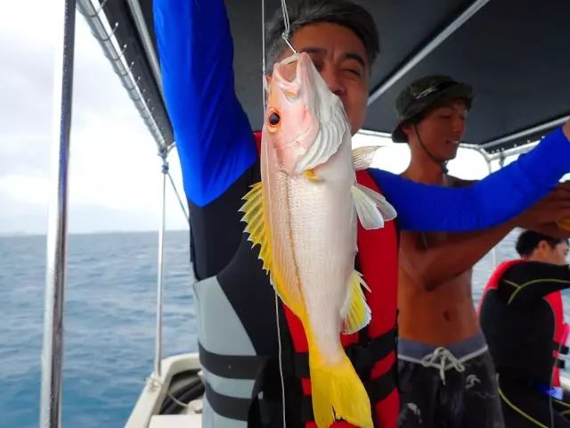 帕劳金色水母,帕劳水母旅行