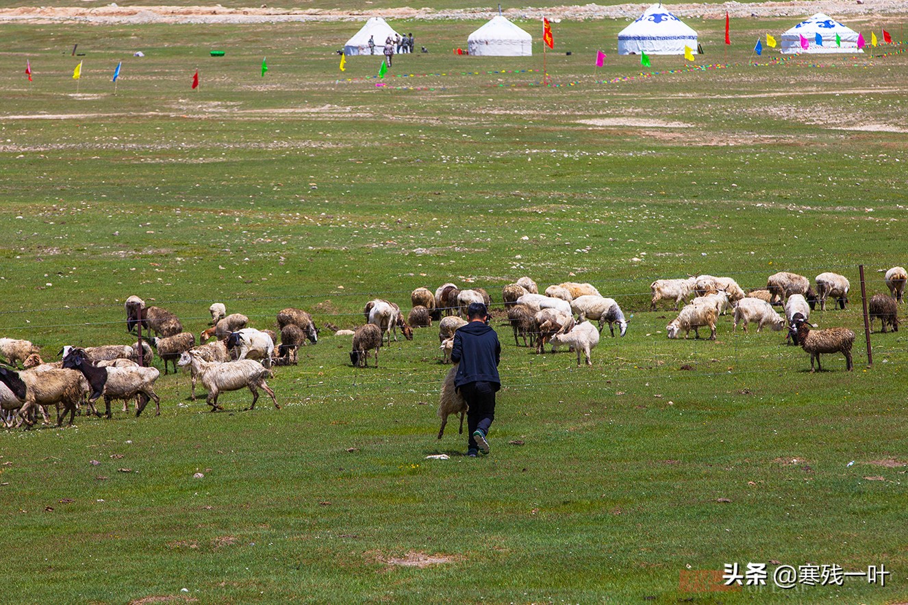 自驾*疆新**，路上撞到一只羊该怎么办？这位小哥的举动给我上了一课