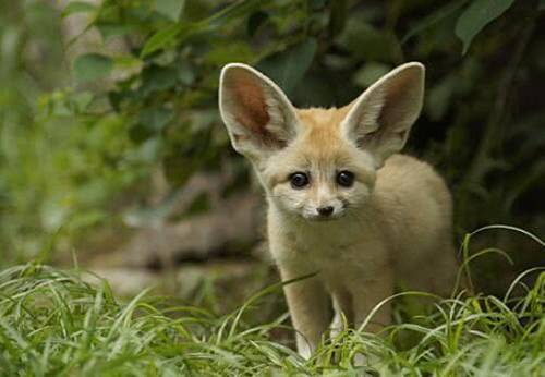 全球十大最小宠物,世界上最便宜很小的小型宠物