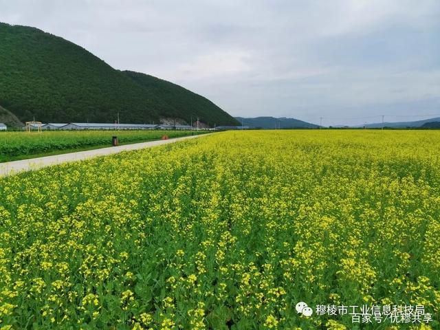 穆棱最美的花海,穆棱七彩花田一场美丽的邂逅
