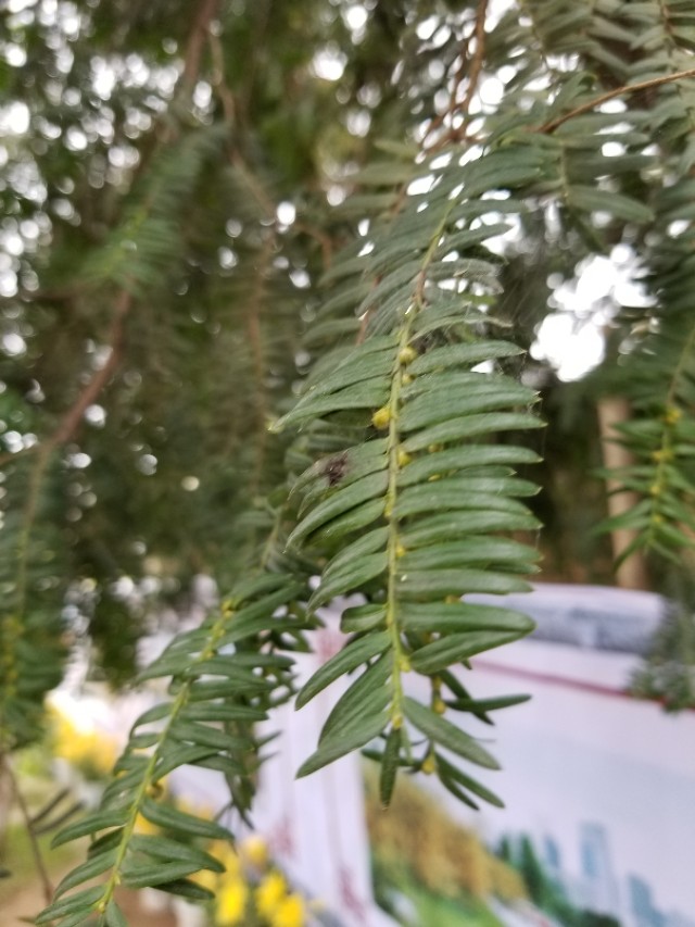 三尖杉和粗榧区别,怎么区分红豆杉与香榧树