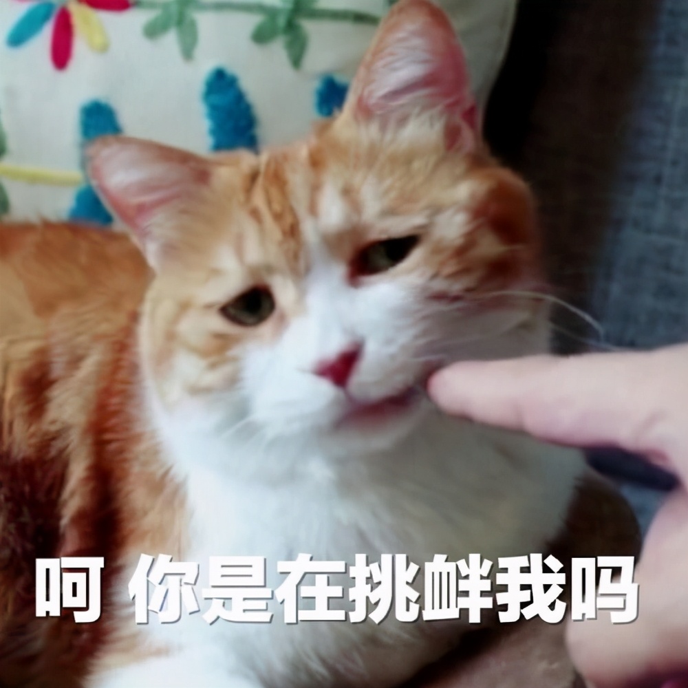 上一秒安静睡觉，下一秒疯狂跑酷，我家猫是不是脑子不正常？