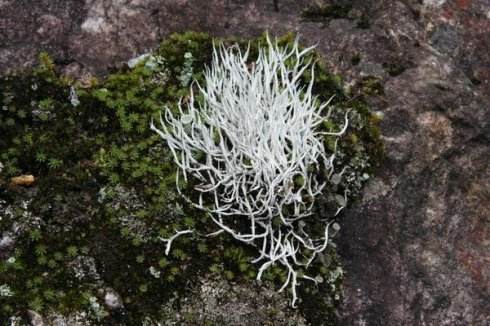 初品普洱茶老茶,藏茶和藏雪茶有什么区别