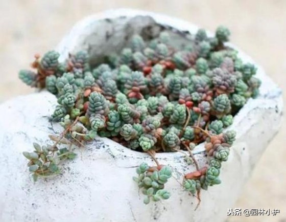 看从公园里捡来的姬星美人,如何逆袭成功!