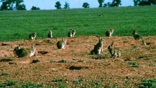 澳洲兔子能维持多少年,澳洲兔子泛滥为什么不抓来吃
