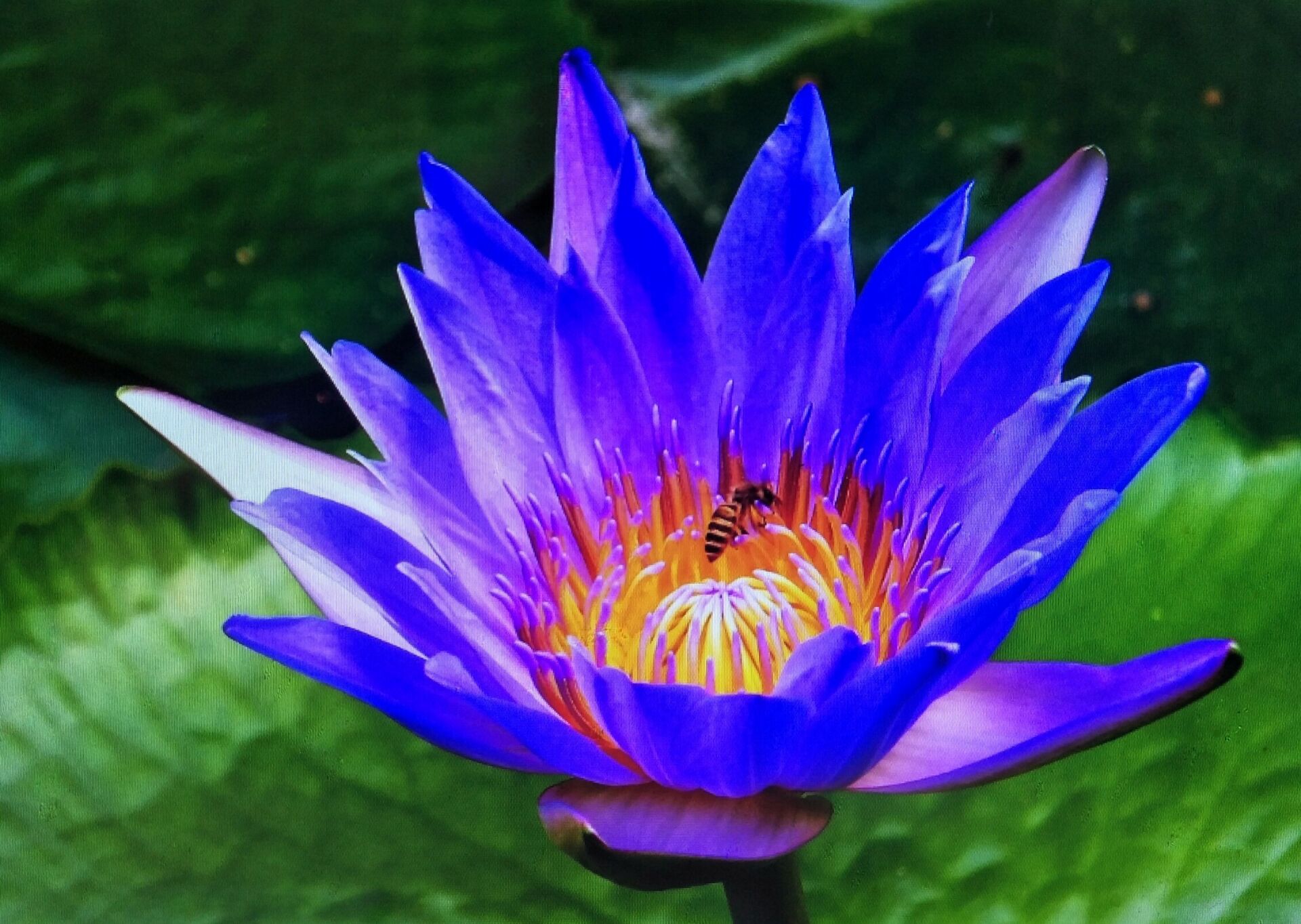 有芽小睡莲的养殖方法和注意事项,睡莲的正确养殖方法和注意事项