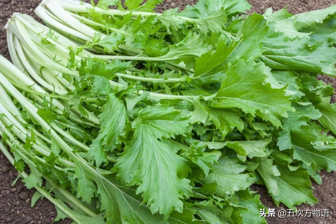 欧洲十大奇怪蔬菜 (欧洲冷门蔬菜)