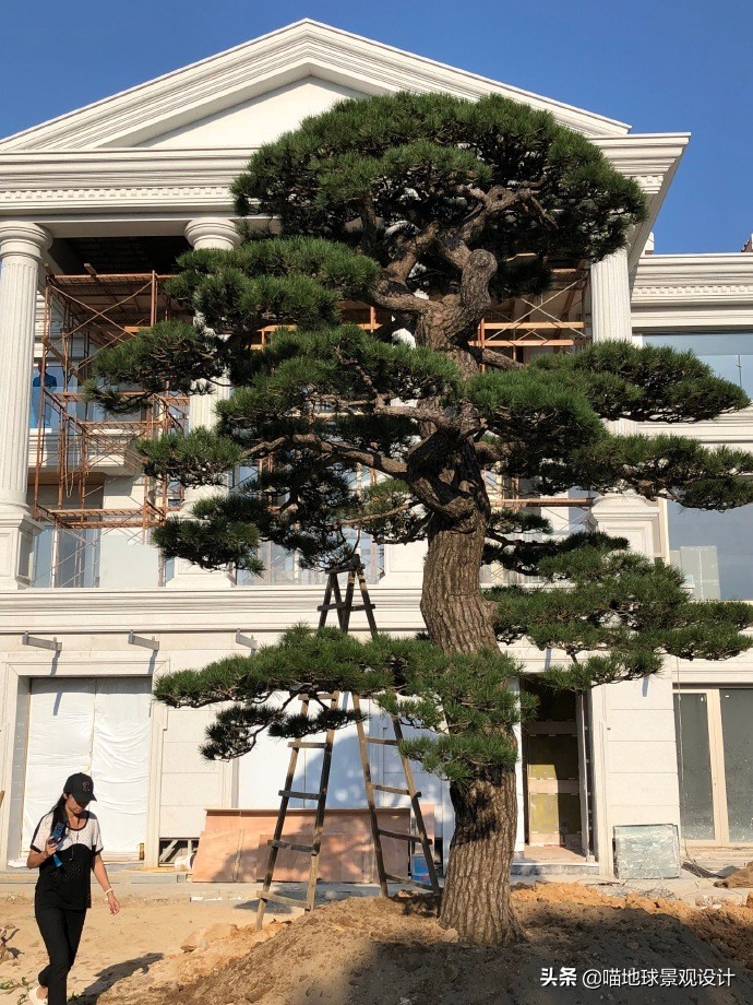 庭院景观设计品种齐全,别墅庭院主景树推荐