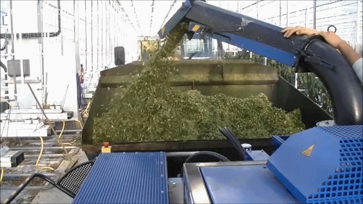 荷兰温室多少钱一平米,为什么玻璃温室荷兰都在用