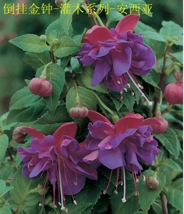 惊艳倒挂金钟,惊艳倒挂金钟图片