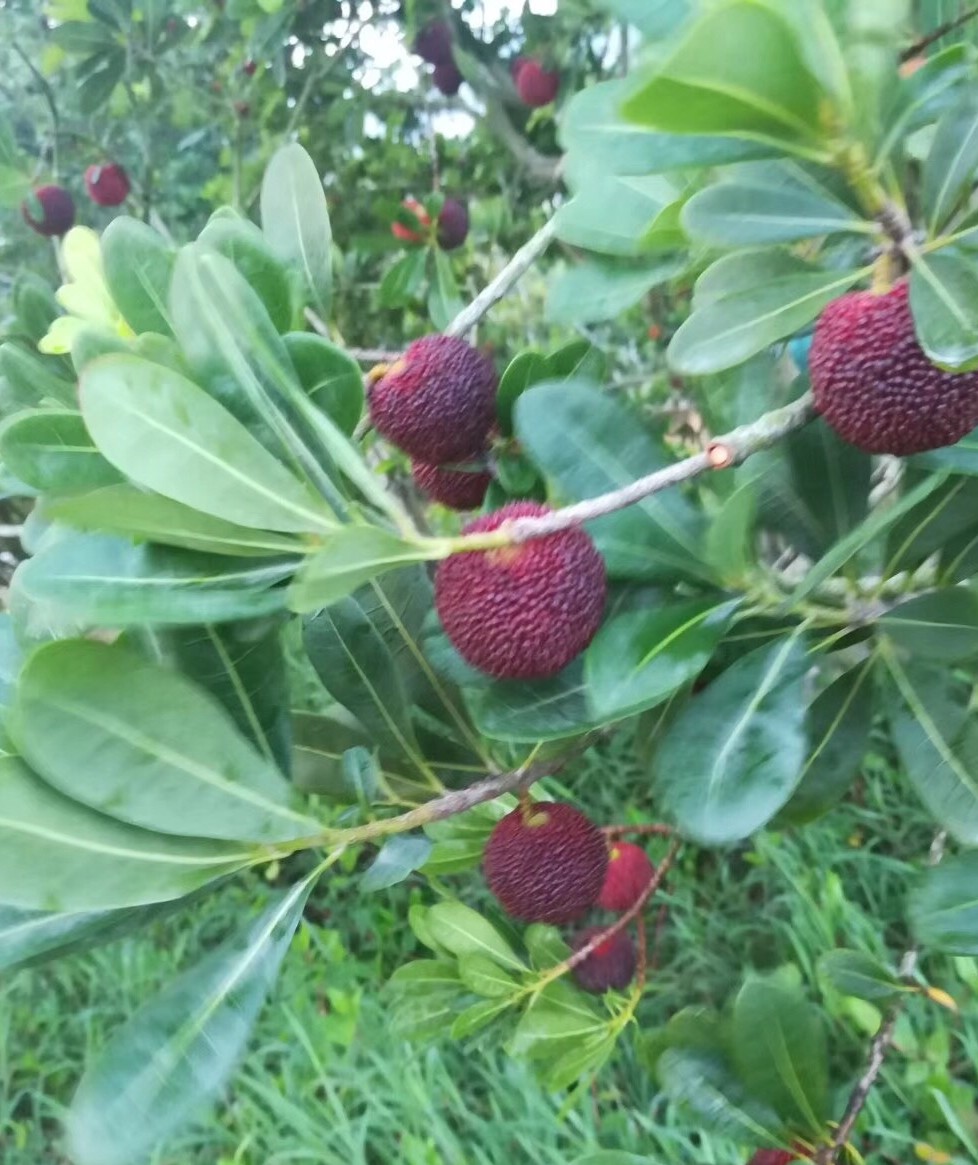 黑炭杨梅品种介绍,潮汕杨梅品种大全