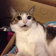 猫咪跑出去了自己知道回家吗,为什么猫咪离家回来后就很老实