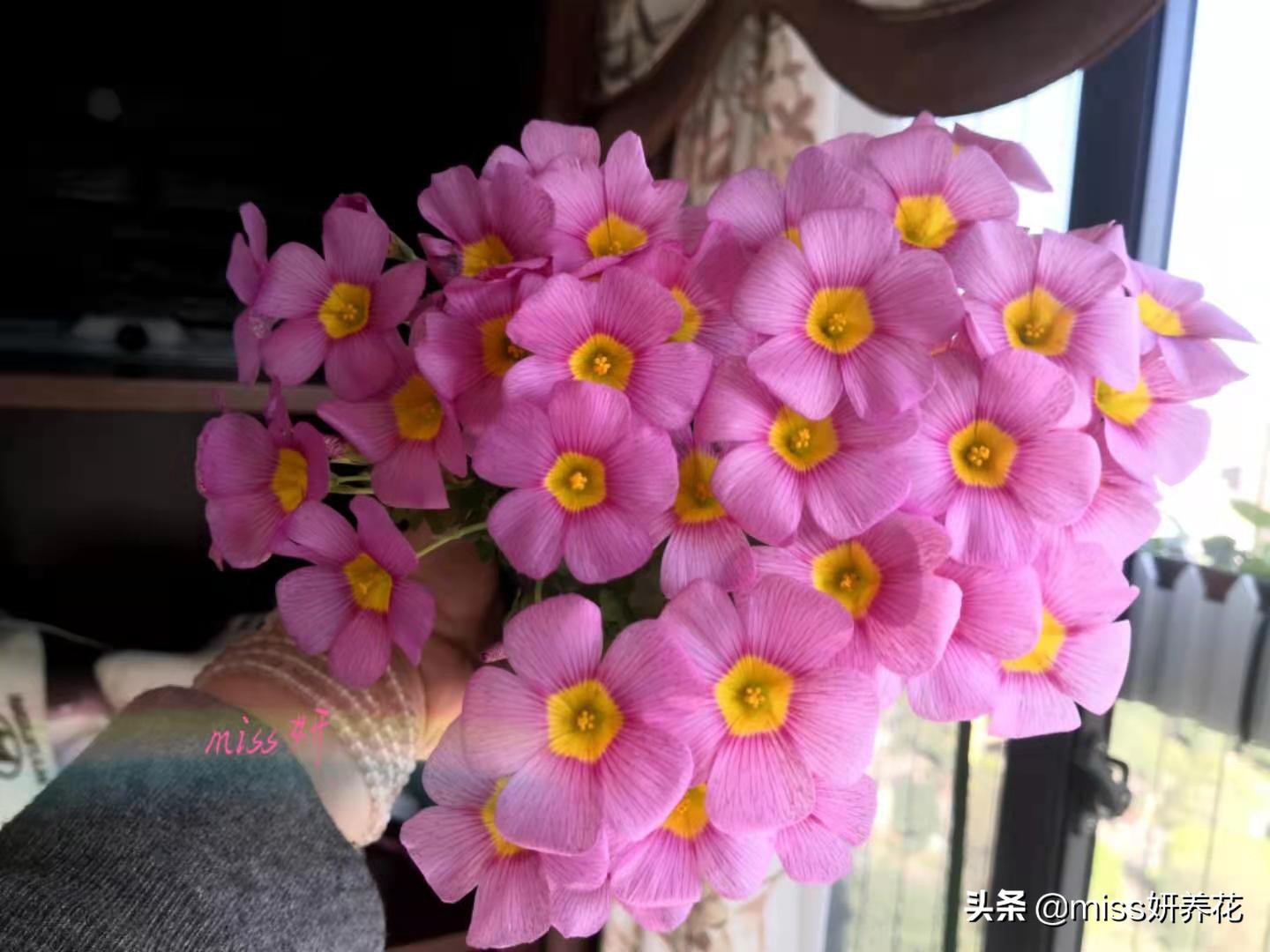 酢浆草种球品种图鉴大全,酢浆草种球品种图鉴