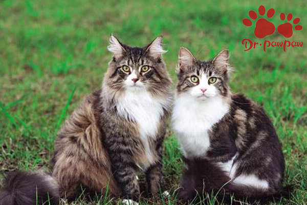 夏天猫感冒鼻子堵塞怎么治,猫感冒好了但是鼻子还是堵