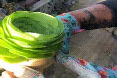 养多肉小球玫瑰的高盆,多肉可爱玫瑰夏季如何养