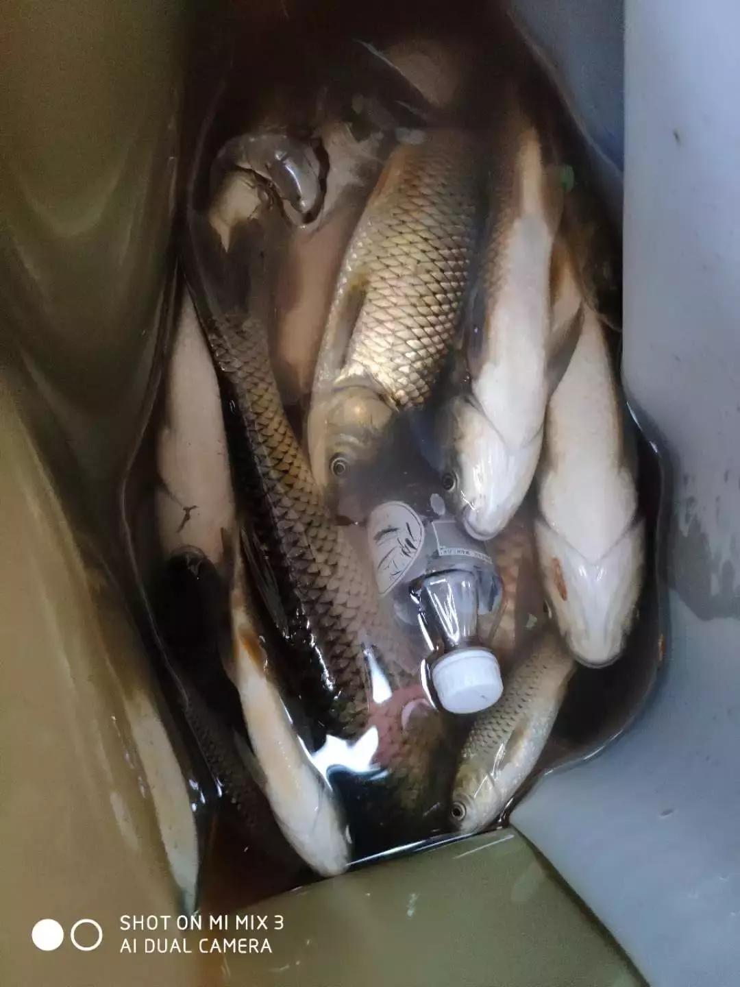 手竿钓草鱼还是海竿好,钓草鱼用海竿还是手竿好