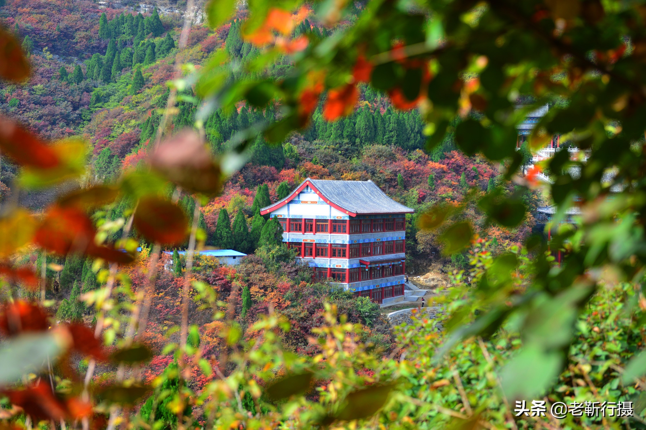济南近郊赏红叶攻略无门票小众,济南红叶谷今年最佳观赏红叶时间