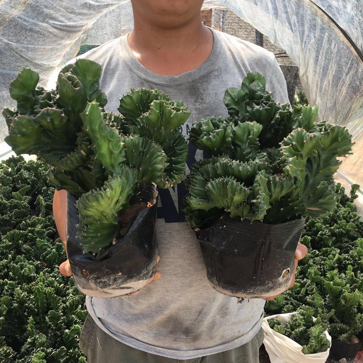 养玉麒麟的正确方法,玉麒麟四季常青