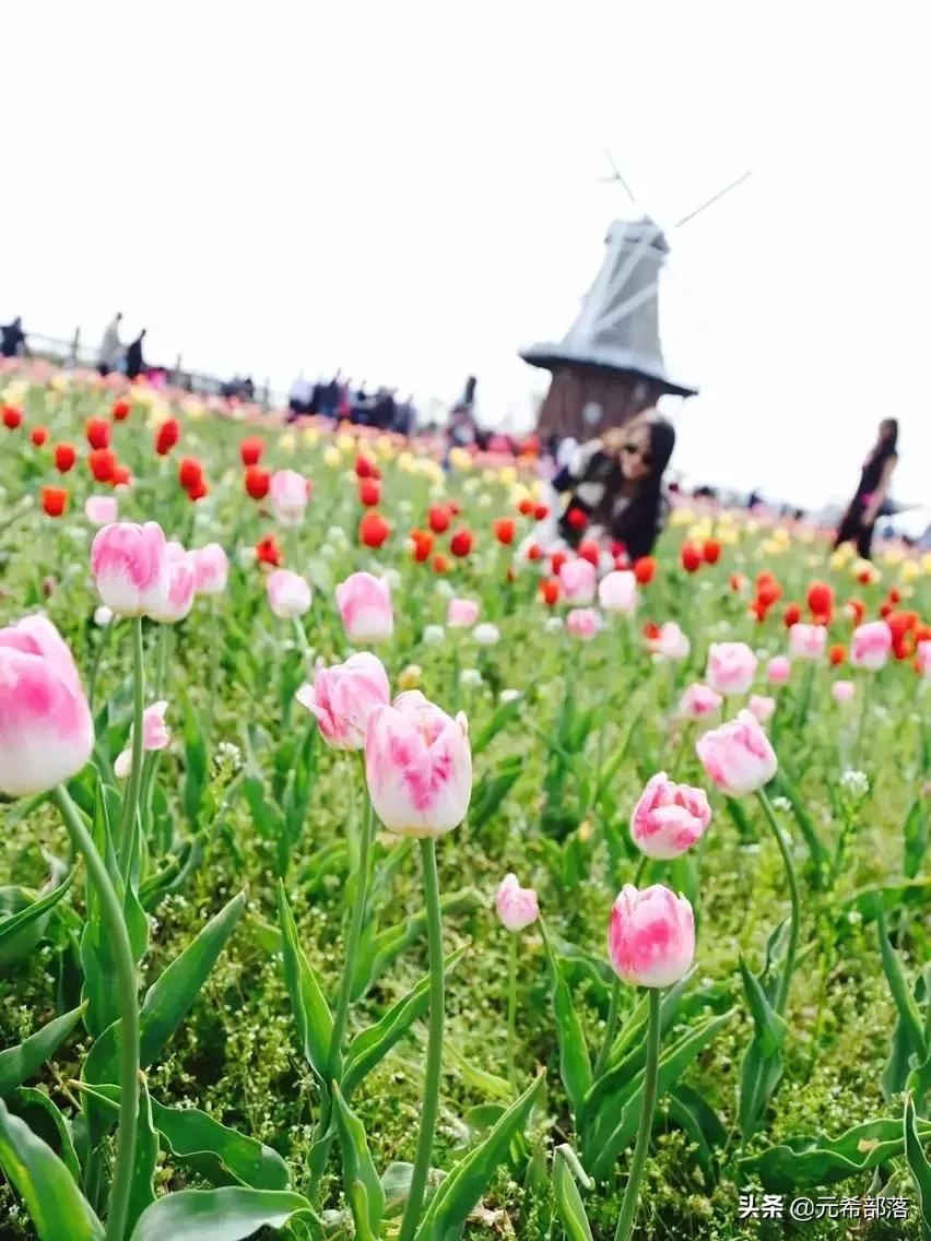 荷兰小镇郁金香盛开,荷兰小镇郁金香花海