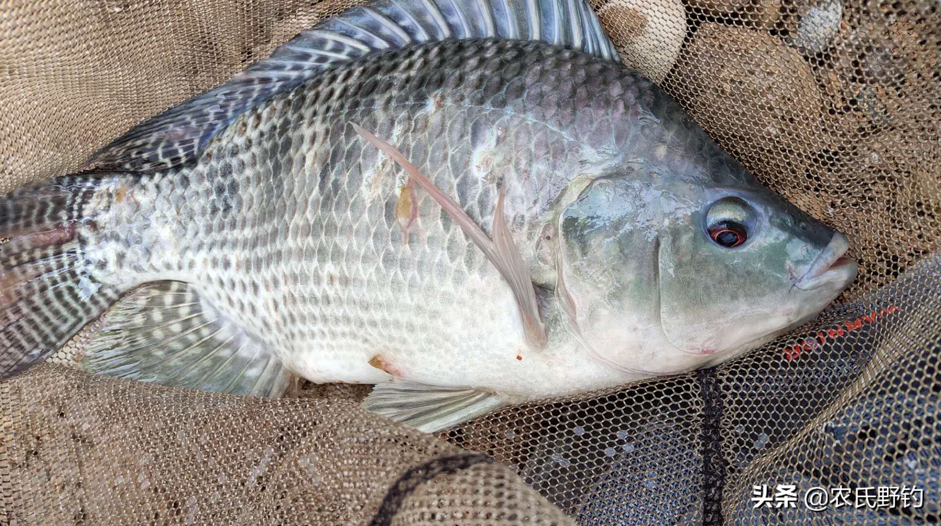 怎么钓大罗非避开小罗非,钓小罗非怎么钓到大罗非