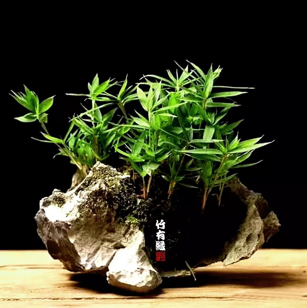 《竹子浇水宝典》竹子浇水是门大学问!