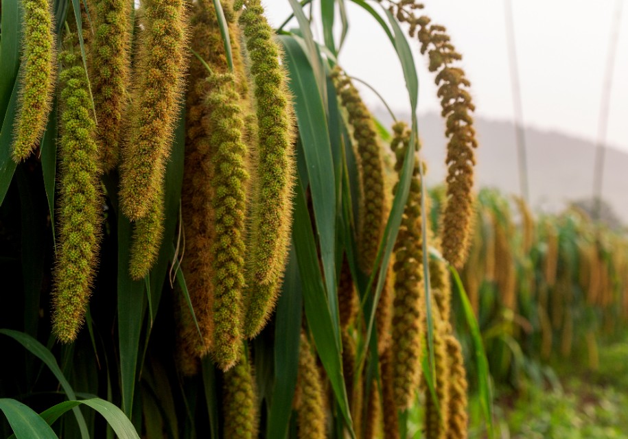 小米的故事,小米的故事系列全套