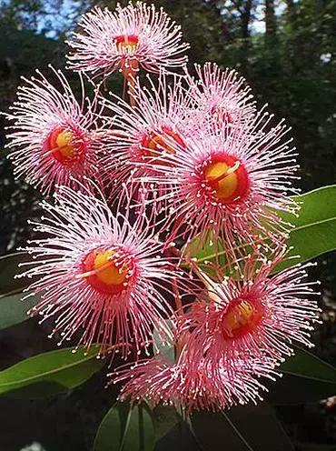 桉树风景图片,西澳桉树花