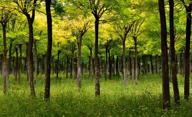 天津津北森林,天津七星岛湿地风景区