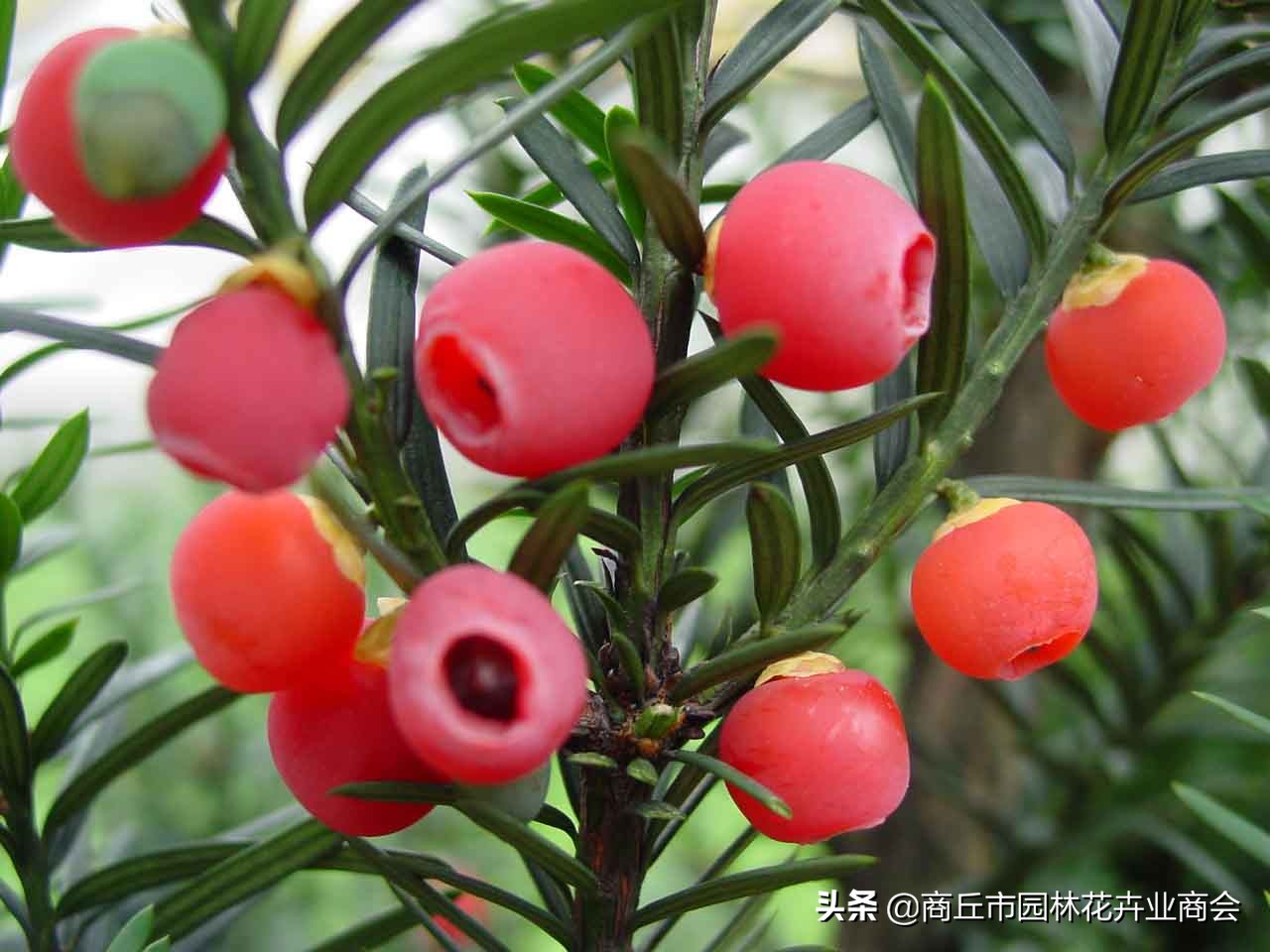 红豆杉叶子发黄是什么原因引起的,红豆杉叶子发黄了怎么回事