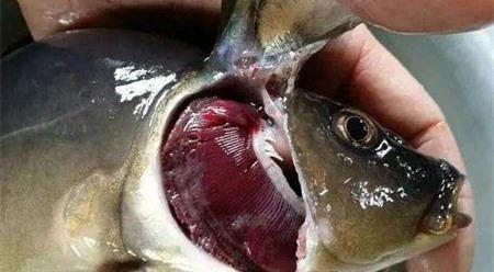 鲤鱼烂鳃烂鳍,鲤鱼急性烂鳍症状图片
