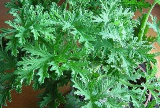 家里盆栽有飞虫怎么弄,盆栽泥土有飞虫怎么处理