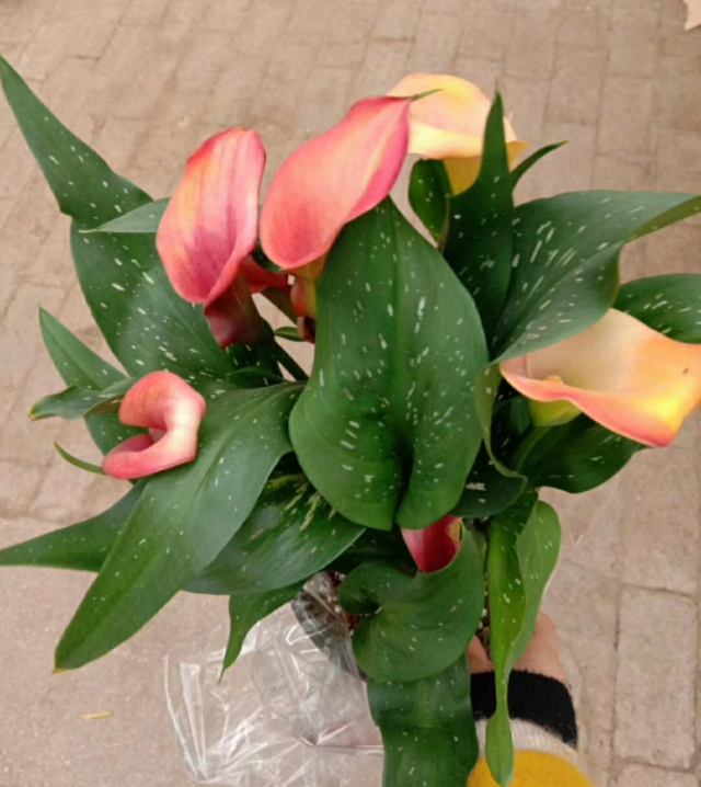 马蹄莲是一年四季都生长吗,如何让马蹄莲一年四季都活着