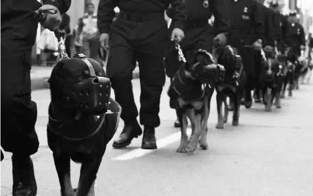 罗威纳犬咬人是什么样的表现,罗威纳犬为什么会咬人